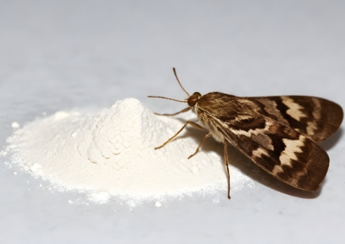 Les aliments les plus susceptibles d'être infestés par les mites alimentaires