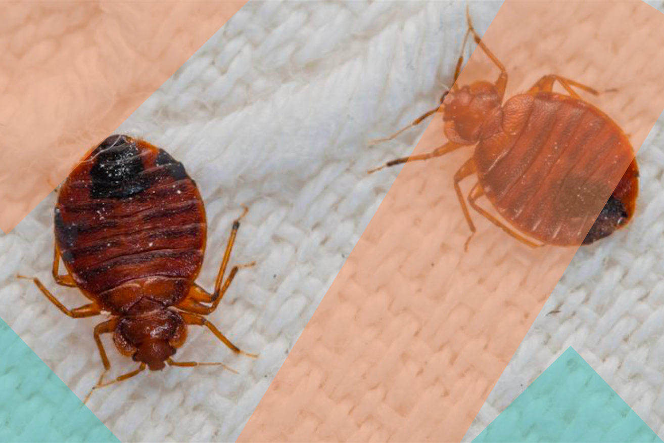 Peut-on se débarrasser des punaises de lit par nous-même ?