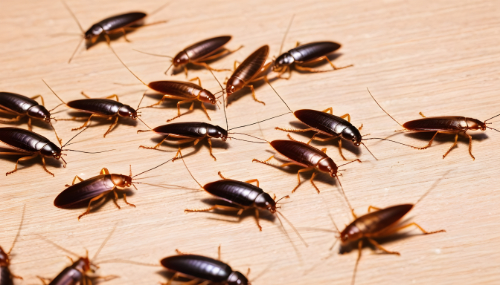 Les meilleures méthodes pour éradiquer les cafards