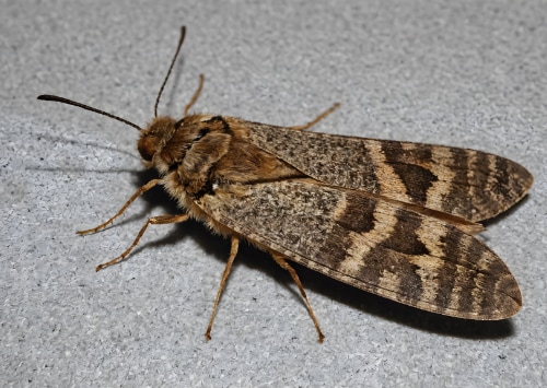 Les conséquences des infestations de mites vestimentaires sur votre santé et votre bien-être