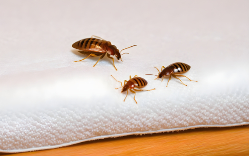 Les mythes et les fausses croyances sur les punaises de lit : démêler le vrai du faux