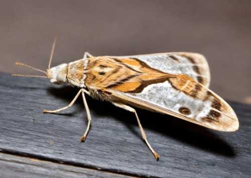 Les erreurs courantes à éviter en cas d'infestation de mites alimentaires