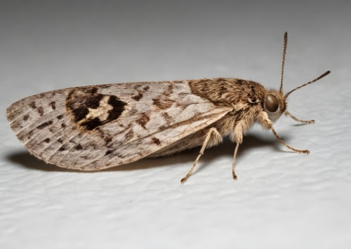 Les erreurs d'organisation qui peuvent conduire à une infestation de mites textile