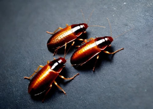 Les différentes espèces de blattes et comment les reconnaître