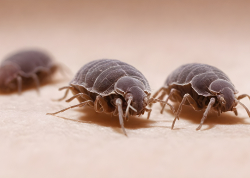 L'impact des acariens sur la qualité de l'air intérieur et comment l'améliorer