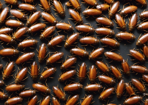 L'importance de faire appel à une entreprise de lutte antiparasitaire professionnelle pour votre commerce