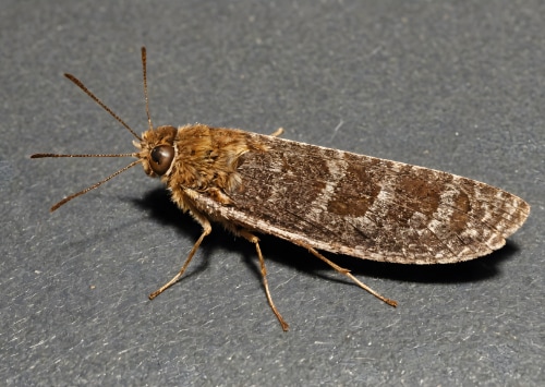 Méthodes de prévention à long terme contre les mites textiles