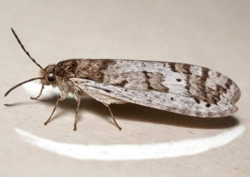 Les mythes courants sur les mites textiles et vestimentaires : démêlez le vrai du faux