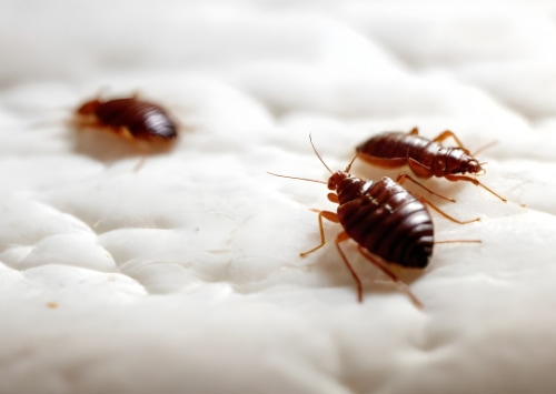 Les mythes courants sur les punaises de lit et les matelas