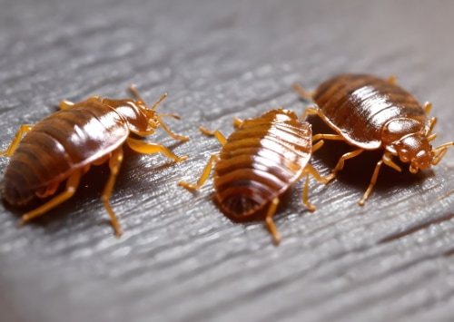 Les punaises de lit dans les bars : signes d'infestation et mesures d'éradication