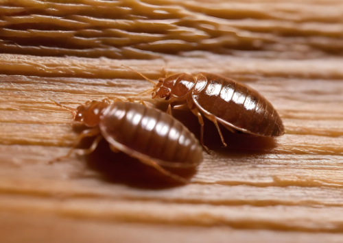Les signes d'infestation nuisible à surveiller dans les bâtiments publics