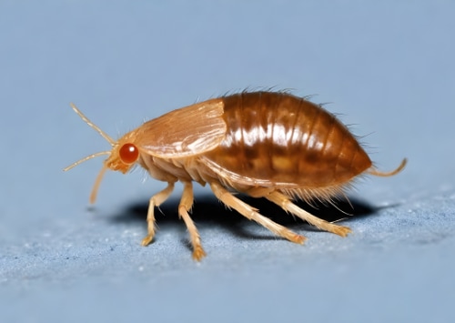 Les signes d'une infestation de puces dans votre maison : ce qu'il faut rechercher