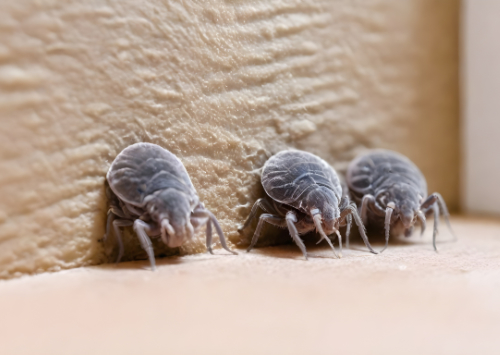 Les zones de la maison où les acariens se cachent le plus souvent