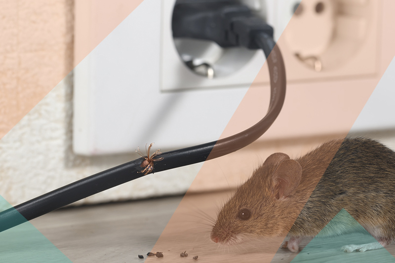 Ces dommages entraînent des coûts de réparation importants