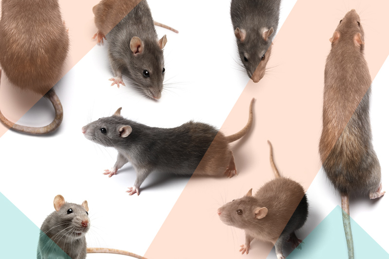 Les rongeurs sont de petits mammifères tels que les souris et les rats.