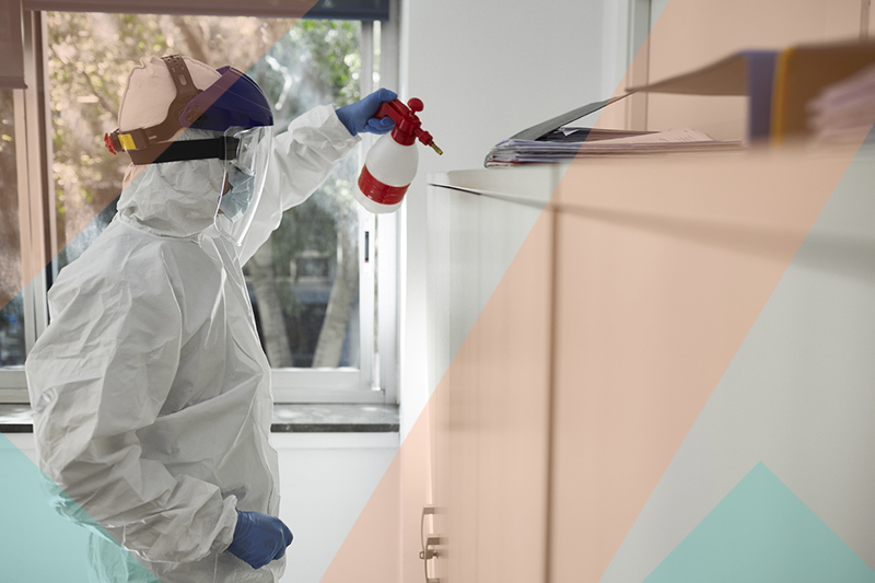 Les punaises de lit ont un corps ovale et plat, de couleur brun rougeâtre à brun foncé