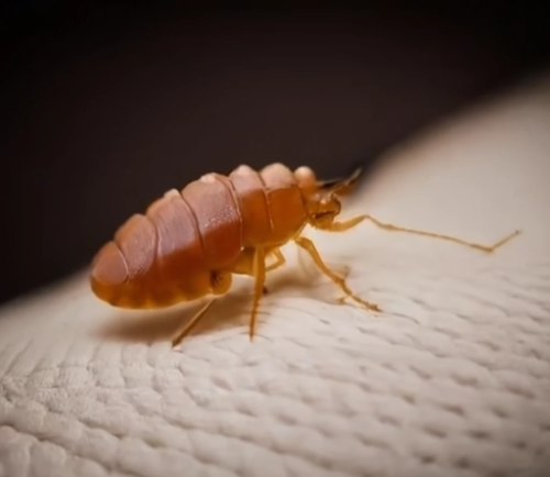 Les punaises de lit ont un corps ovale et plat, de couleur brun rougeâtre à brun foncé