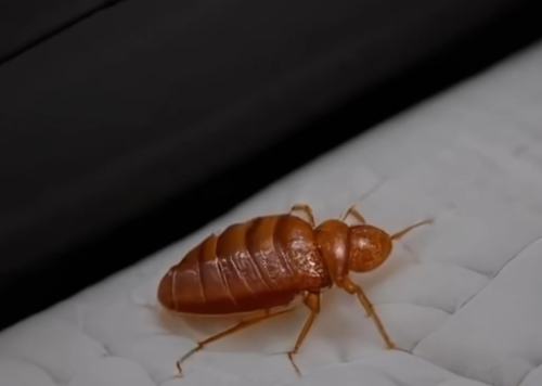 La détection précoce est essentielle pour éliminer l'infestation de punaises de lit.
